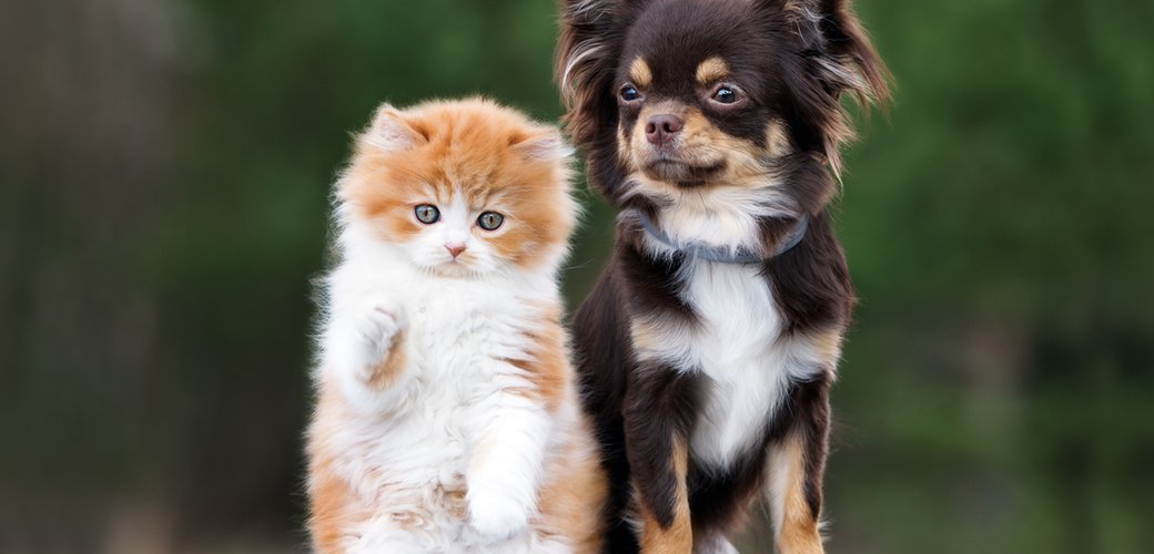adorable kitten and chihuahua dog together